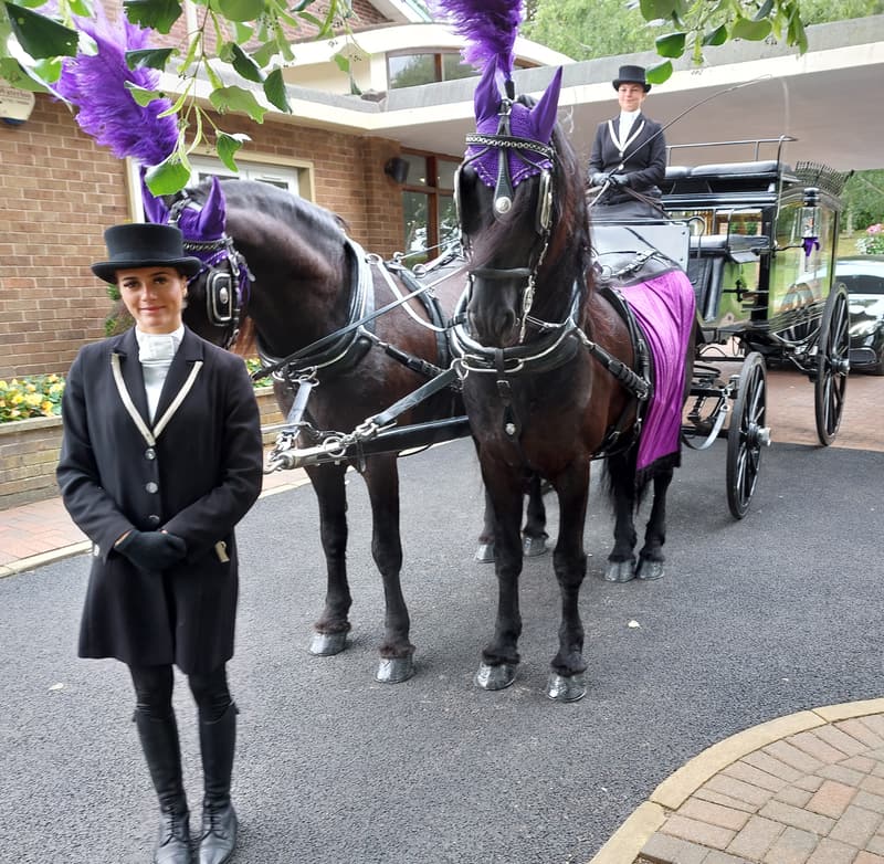 A carriage attendant in black beside two black horses wearing violet plumes, harnessed to a glass-sided horse-drawn hearse